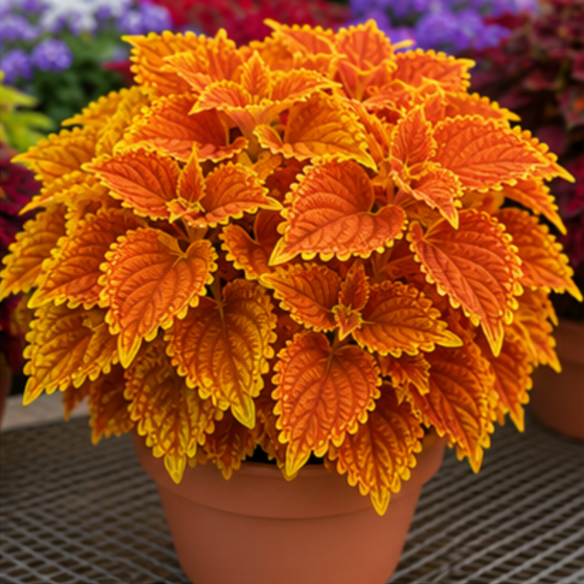 🌿Coleus svogūnėliai🌷 – Užpildykite savo sodą spalvomis🌈-LT