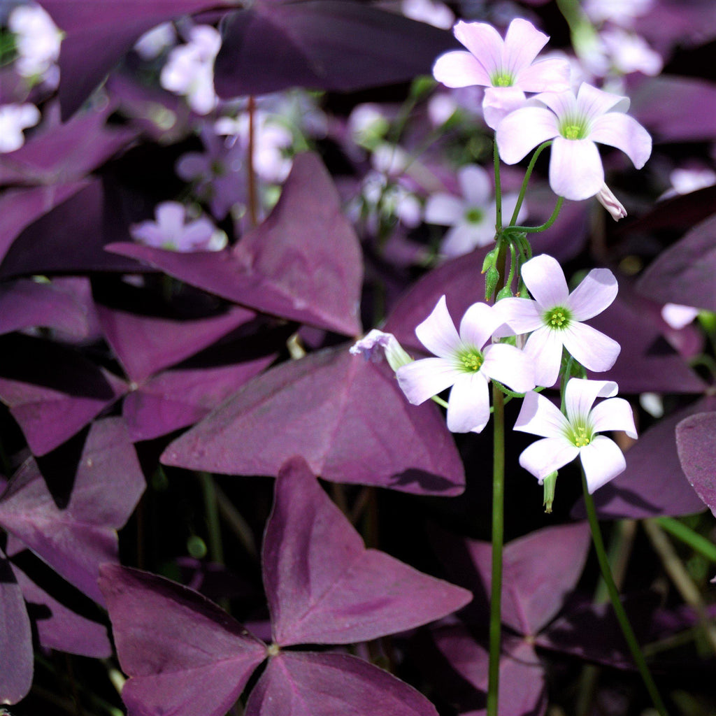 💜Βολβοί οξαλίδας Purple Luck-GR