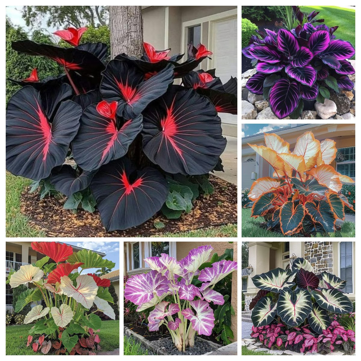 🌿 Σπάνιοι λαμπτήρες hosta🎁 Ειδική προσφορά 2025-SI 
