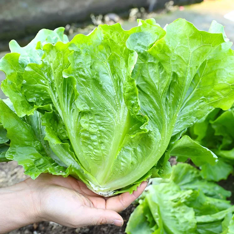 🌱 Vzgojite si svojo italijansko solato iz semen – hrustljava, sladka in enostavna za obiranje-SI