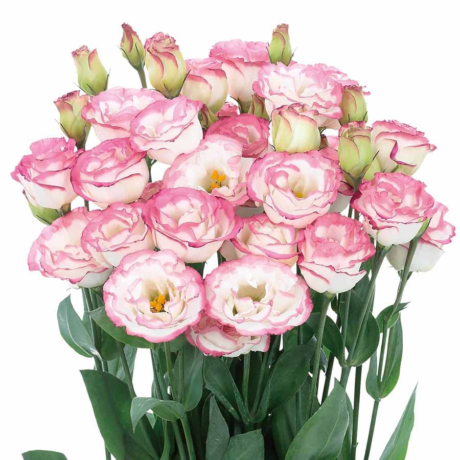 🔥Paskutinė išpardavimo diena💝Eustoma bespygliųučių rožė💐Lisianthus semenų-LT 