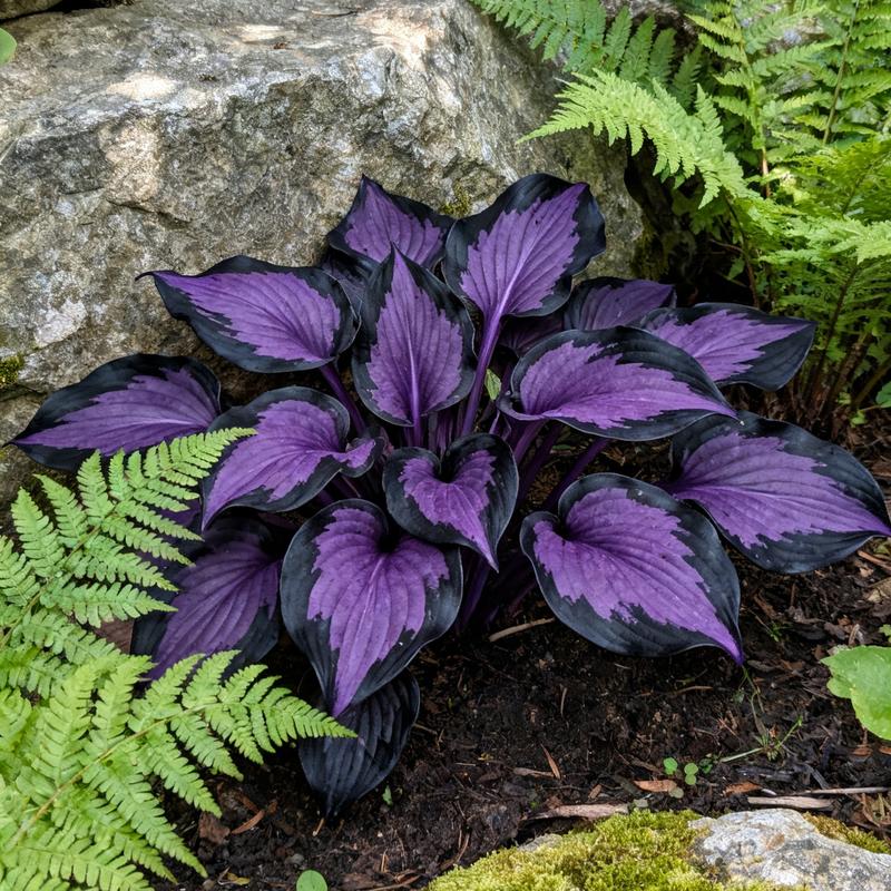 💥Vroča razprodaja 2025 🌌Semena hoste Midnight Purple Heart, trajnice za vrt, ki ljubi senco-SI