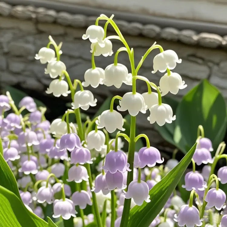 💐ŠMARJA – SREČA PRIDE-SI