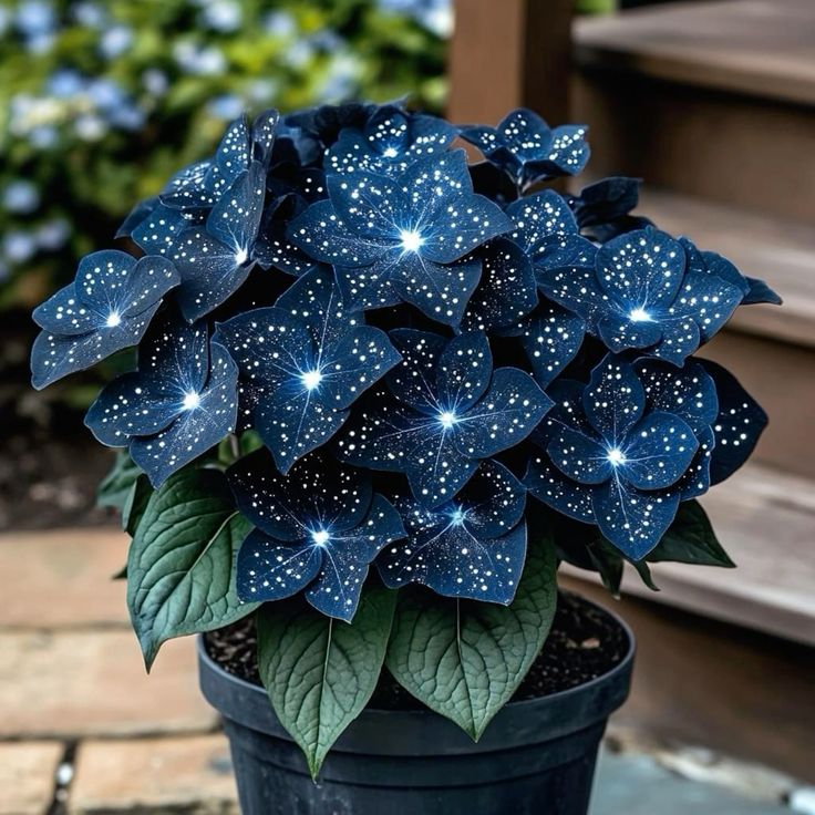 🌟Nočno modra hosta – čudovit dodatek vašemu domu! 🌟-SI