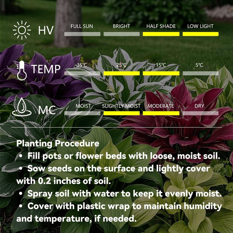 🌿 Σπάνιοι λαμπτήρες hosta🎁 Ειδική προσφορά 2025-SI 