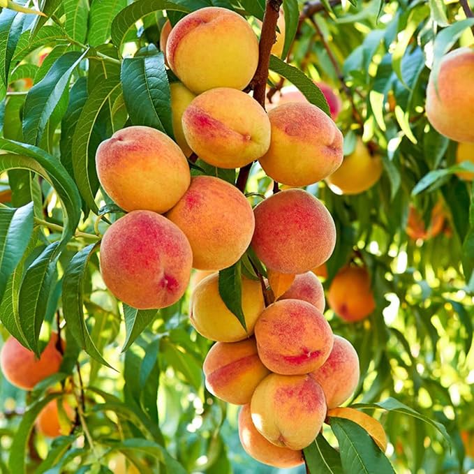 🍑Πολύ γλυκοί και ζουμεροί σπόροι ροδάκινου-GR