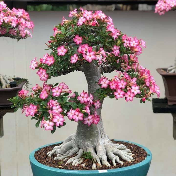 🎁Dykumos rožių svogūnėliai🌵Labai lengva prižiūrėti! 🌸Adenium Obesum svogūnėliai-LT