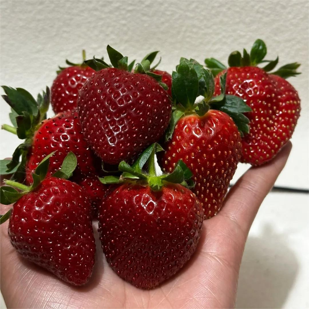 Σπόροι φράουλας που παράγουν όλο το χρόνο-GR