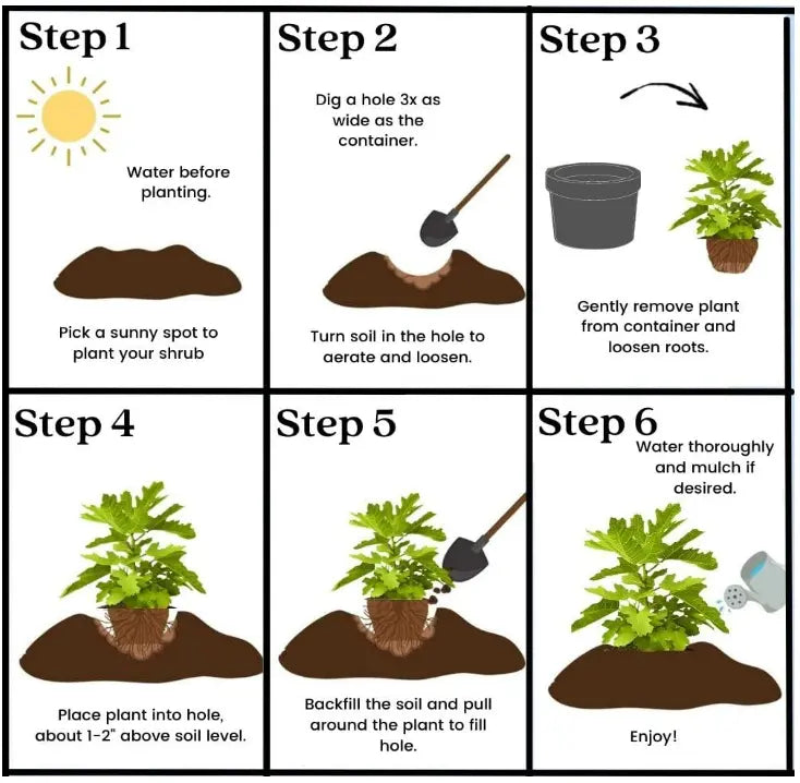 🌱Daugiametė vyšnia🌱Lengva sodinti, puikiai tinka bet kokiai erdvei! | PASKUTINĖ AKCIJOS DIENA - 25 % NUOLAIDA🔥-LT