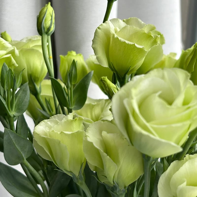 🔥Paskutinė išpardavimo diena💝Eustoma bespygliųučių rožė💐Lisianthus semenų-LT 