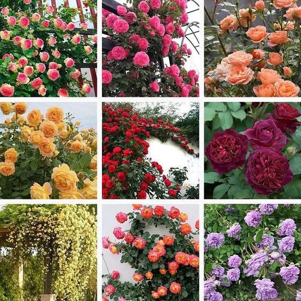 🌈 Aukščiausios kokybės vijoklinės rožės 🌹 Greitai augančios, lengvai prižiūrimos ir labai kvapnios ✨ Puikiai tinka bet kokiam sodui-LT