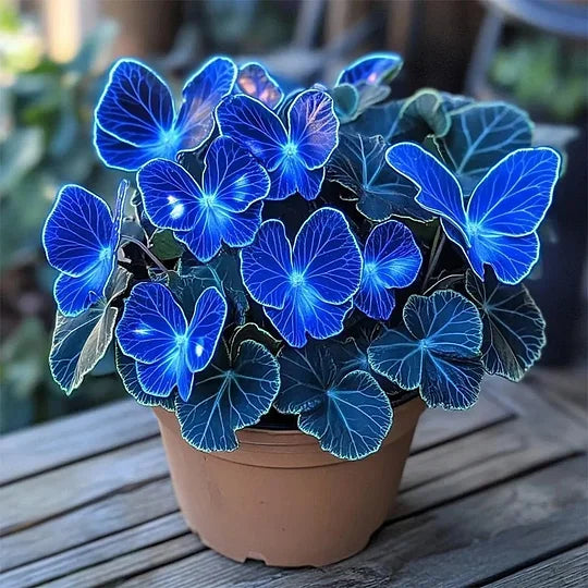 💥 Naujosios begonijos 🦋 Drugelių begonijų sėklos 🌱 Bonsai, kokio dar nematėte-LT