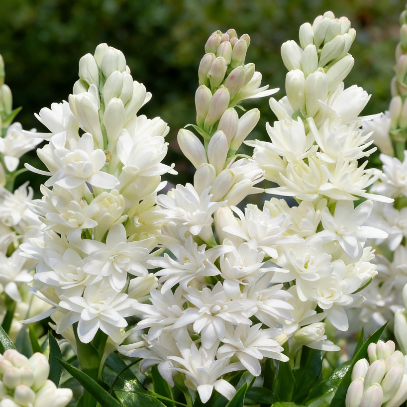 🌺Dvojno odišavljene čebulice tuberoze – Moon Garden Flower-SI