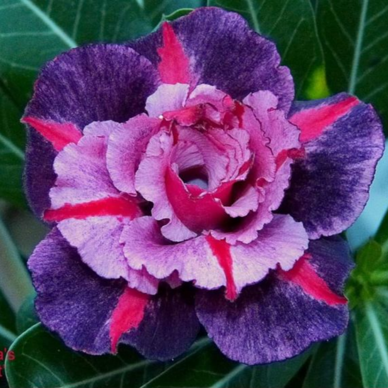 🎁Čebulice puščavskih vrtnic🌵Zelo enostavne za nego! 🌸Čebulice Adenium Obesum-SI