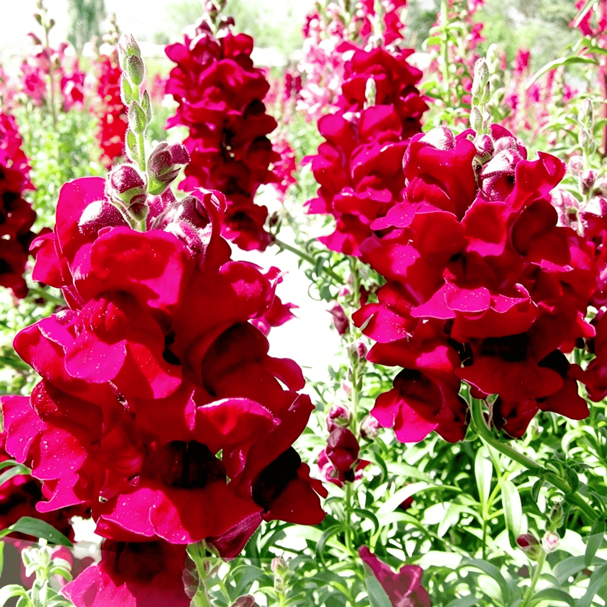 Semena rože Royal Garden Snapdragon – izbira vrtnarjev za visoke, pisane cvetove za rezano cvetje 🌸-SI