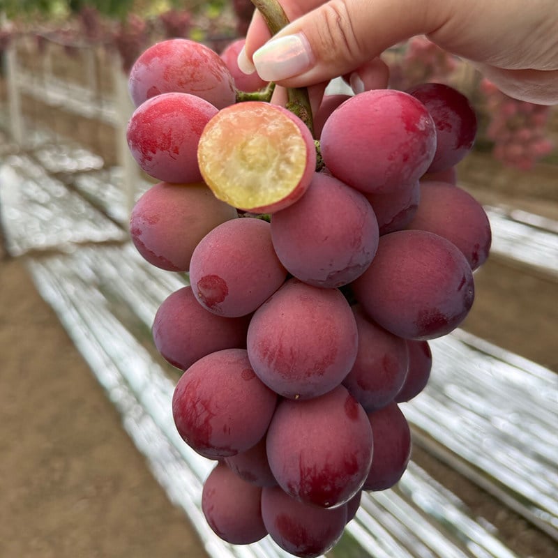 Omejena nova sorta – grozdna semena Queen Nina za sladke, sočne vrtne letine 🍇-SI
