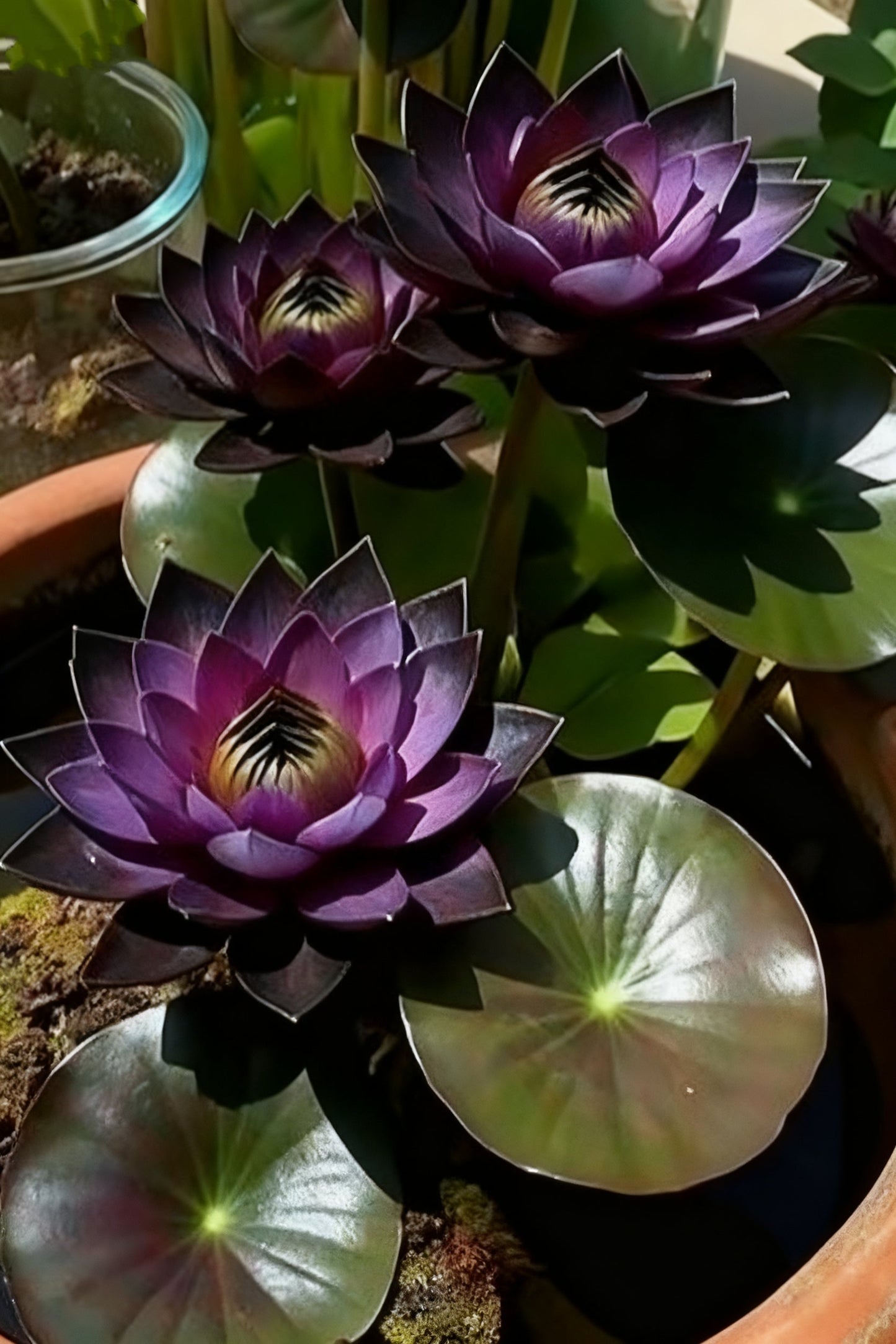 🌌💜 Tieňový lotos – vzácna kráska vo vašej záhrade🌸-SK