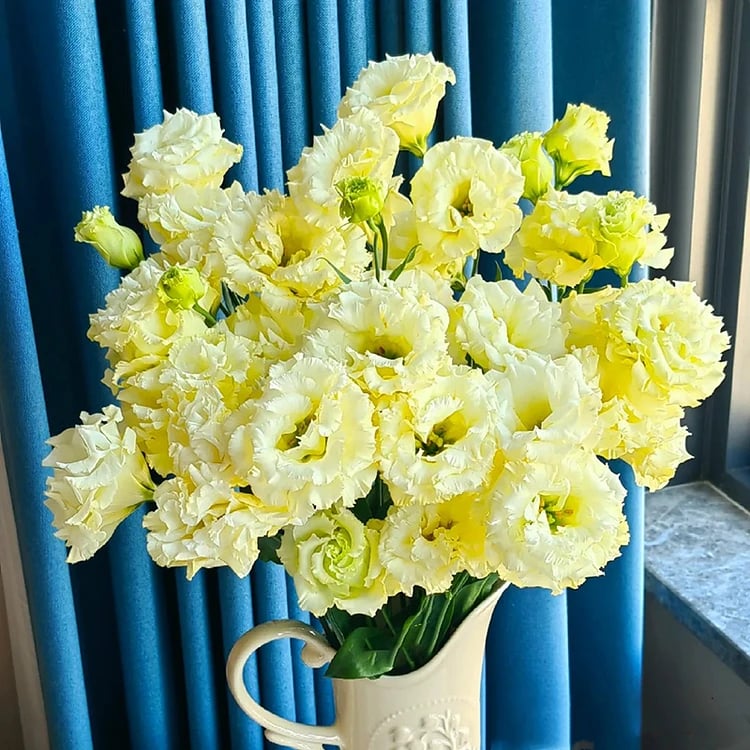 🔥Paskutinė išpardavimo diena💝Eustoma bespygliųučių rožė💐Lisianthus semenų-LT 