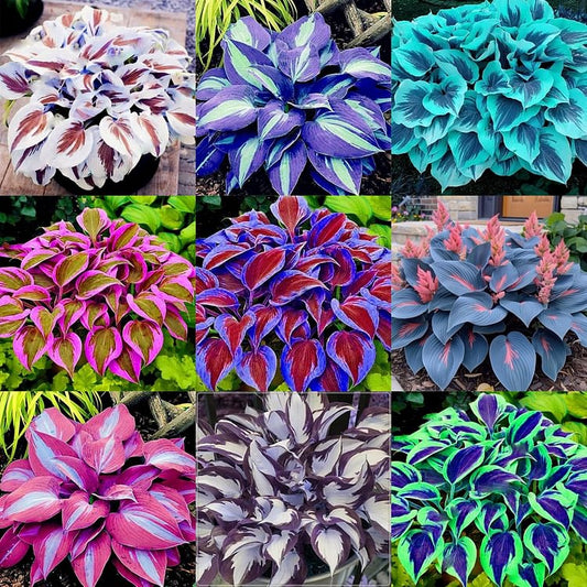 🍃Σπάνιοι Πολύχρωμοι Σπόροι Hosta-GR