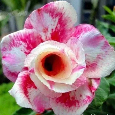 ✨Puščavska vrtnica🌹Odporna na vročino✨-SI