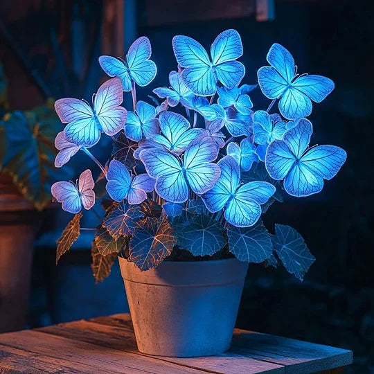 💥 Naujosios begonijos 🦋 Drugelių begonijų sėklos 🌱 Bonsai, kokio dar nematėte-LT
