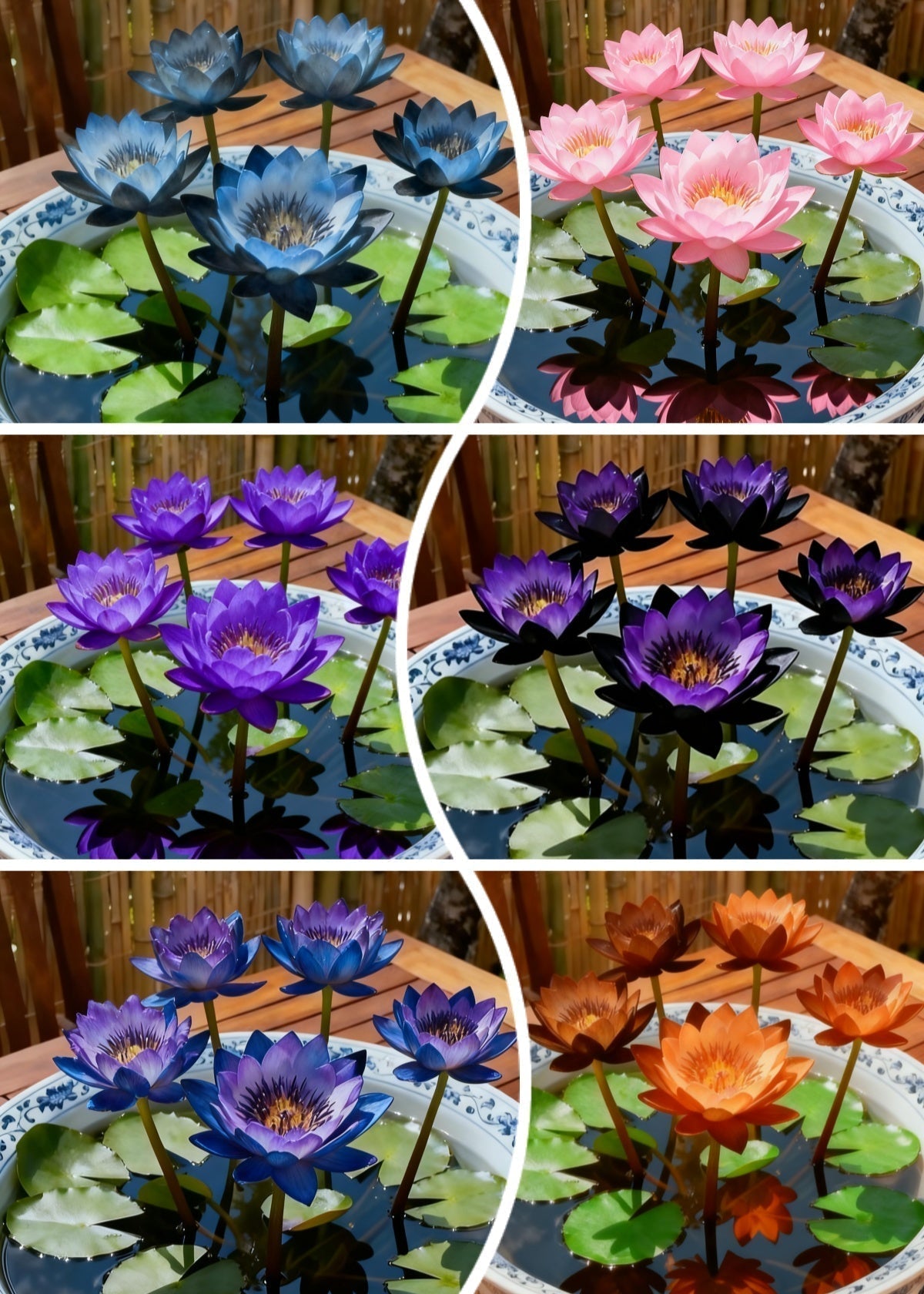 🌌💜 Loto de sombra: una belleza singular en tu jardín🌸-ES