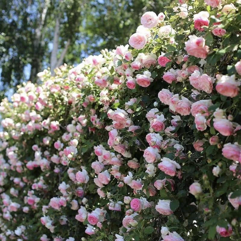 🌺 Laipiojančios rožių semenų-LT 