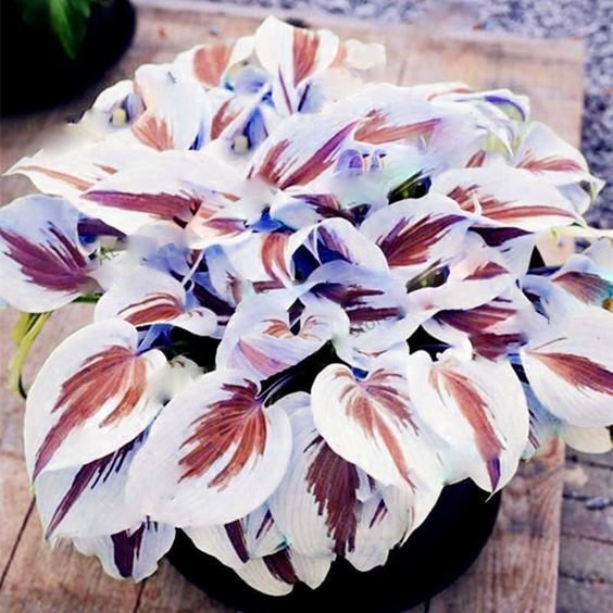 🍃Σπάνιοι Πολύχρωμοι Σπόροι Hosta-GR