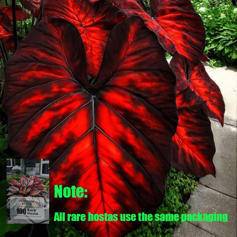 🌿 Σπάνιοι λαμπτήρες hosta🎁 Ειδική προσφορά 2025-SI 
