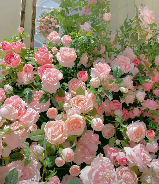 🌈 Τριαντάφυλλα αναρρίχησης κορυφαίας ποιότητας 🌹 Ταχείας ανάπτυξης, εύκολης φροντίδας και πολύ αρωματικής ✨ Ιδανικά για κάθε κήπο-GR