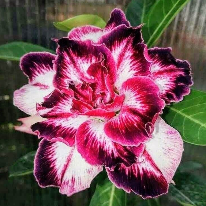 🎁Čebulice puščavskih vrtnic🌵Zelo enostavne za nego! 🌸Čebulice Adenium Obesum-SI