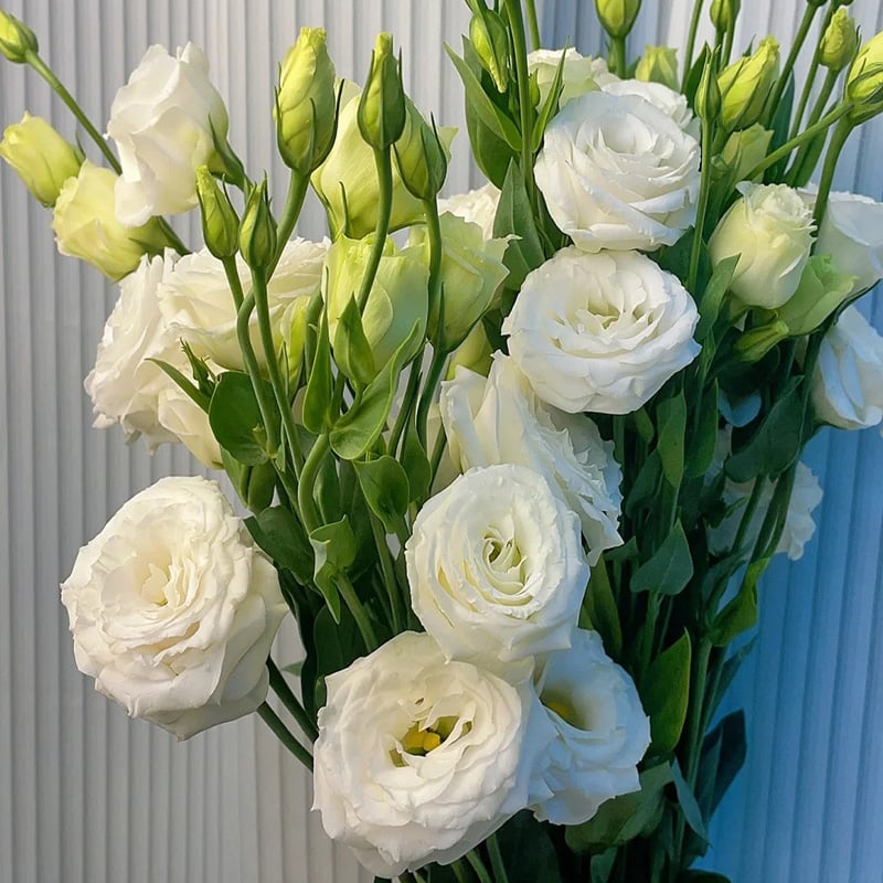 🔥Zadnji dan prodaje💝Eustoma Thornless Rose💐Semena Lisianthusa-SI