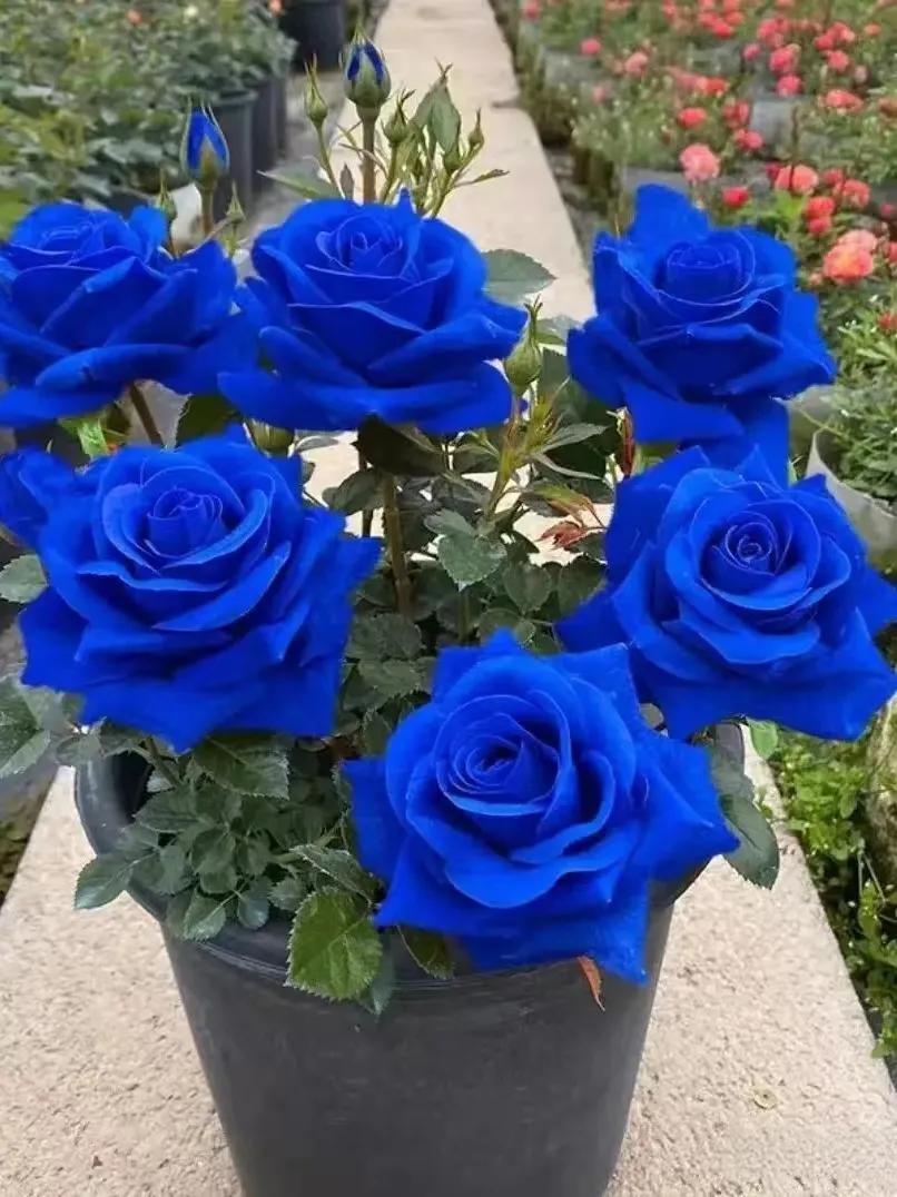 💙ΣΠΟΡΟΙ ΤΡΙΑΝΤΑΦΥΛΛΟΥ ΜΠΛΕ ΜΑΓΙΣΣΑΣ✨-GR