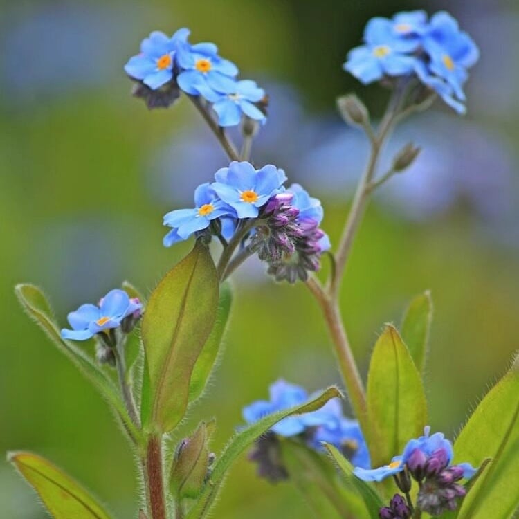 Semena modre spominske pozabljice – kakovostno preizkušeno cvetje za podeželski vrt 🌿💙-SI