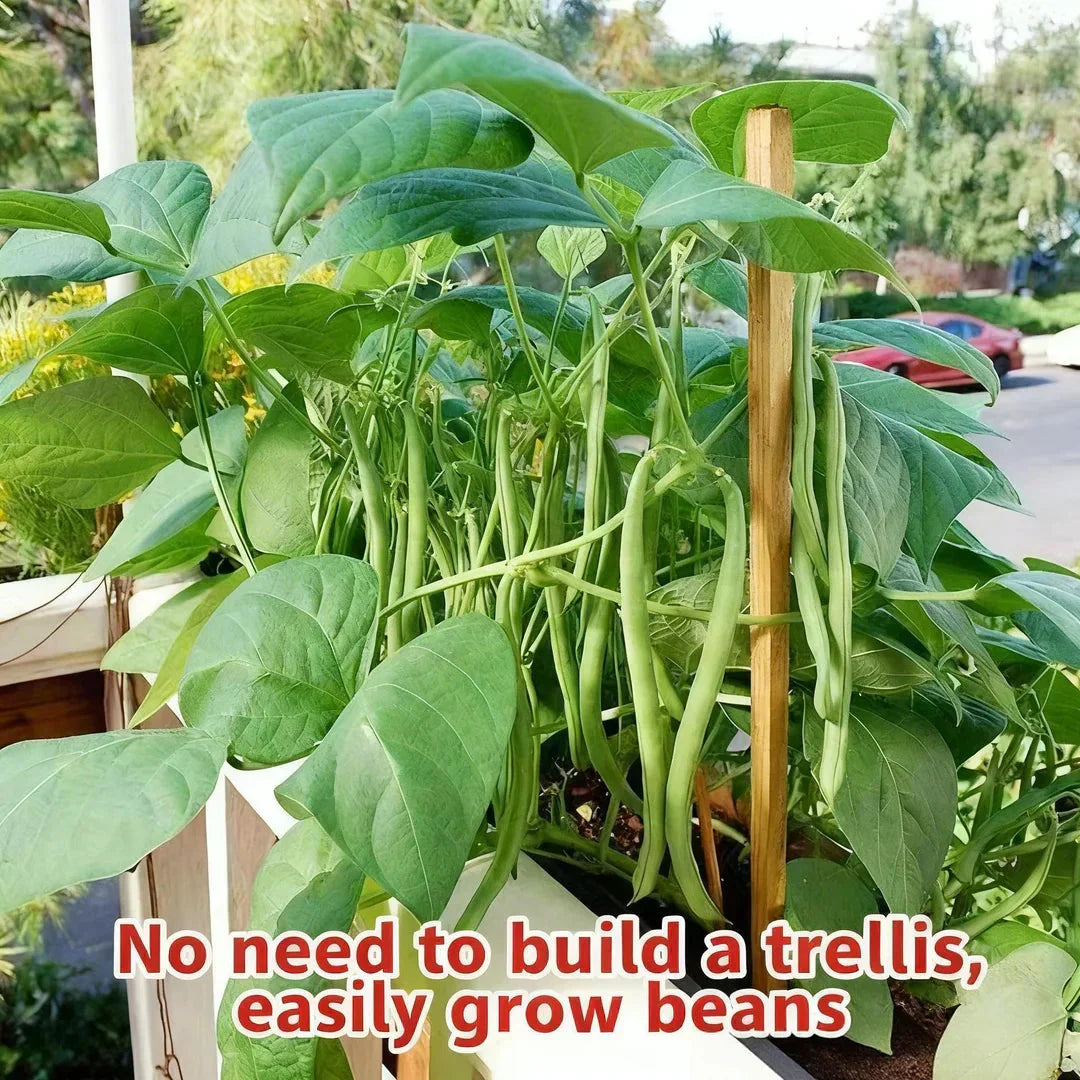 🔥Nykštukinių pupelių sėklos 🌱 | Didelis derlius • Be grotelių • Lengva auginti-LT