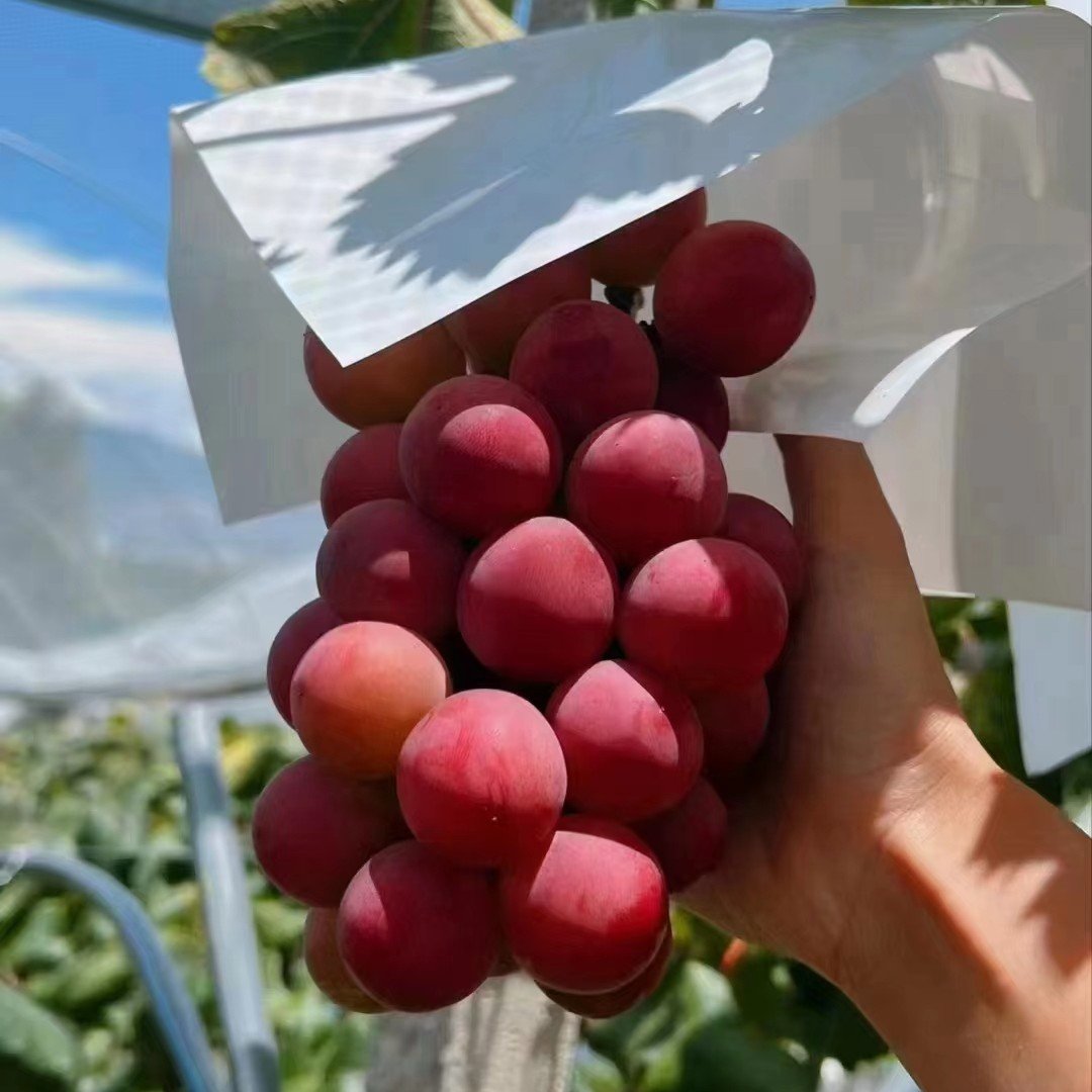 Omejena nova sorta – grozdna semena Queen Nina za sladke, sočne vrtne letine 🍇-SI