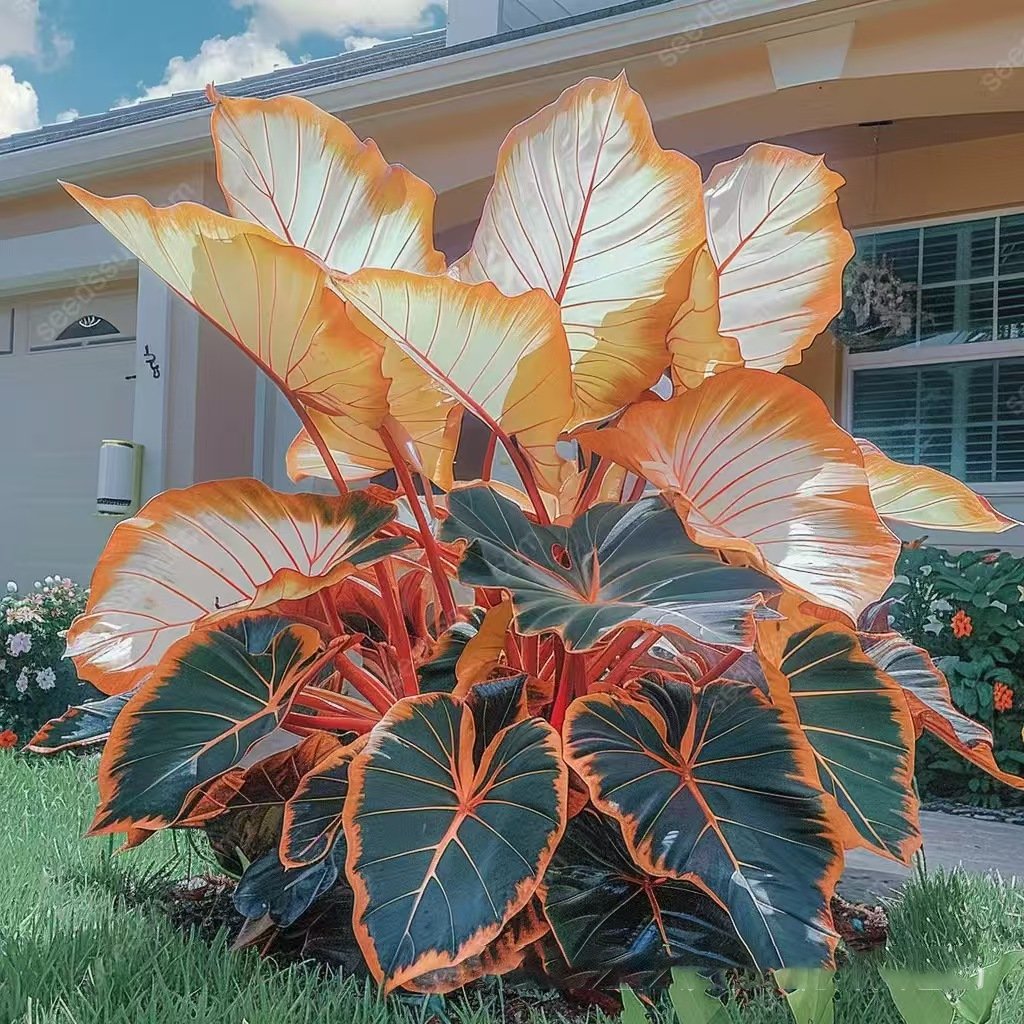 🌿 Σπάνιοι λαμπτήρες hosta🎁 Ειδική προσφορά 2025-SI 