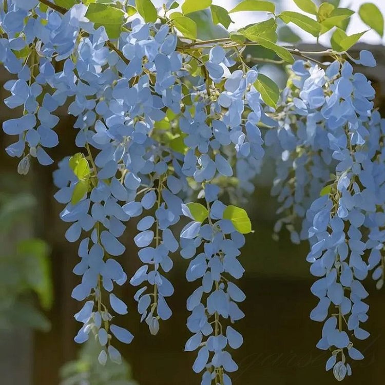 🌸Semena glicinije – Kaskadna lepotica vrta skozi vse leto💗-SI