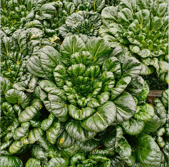 Semena Brassica Narinosa (WuTat Choy)-SI