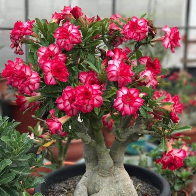 🎁Čebulice puščavskih vrtnic🌵Zelo enostavne za nego! 🌸Čebulice Adenium Obesum-SI