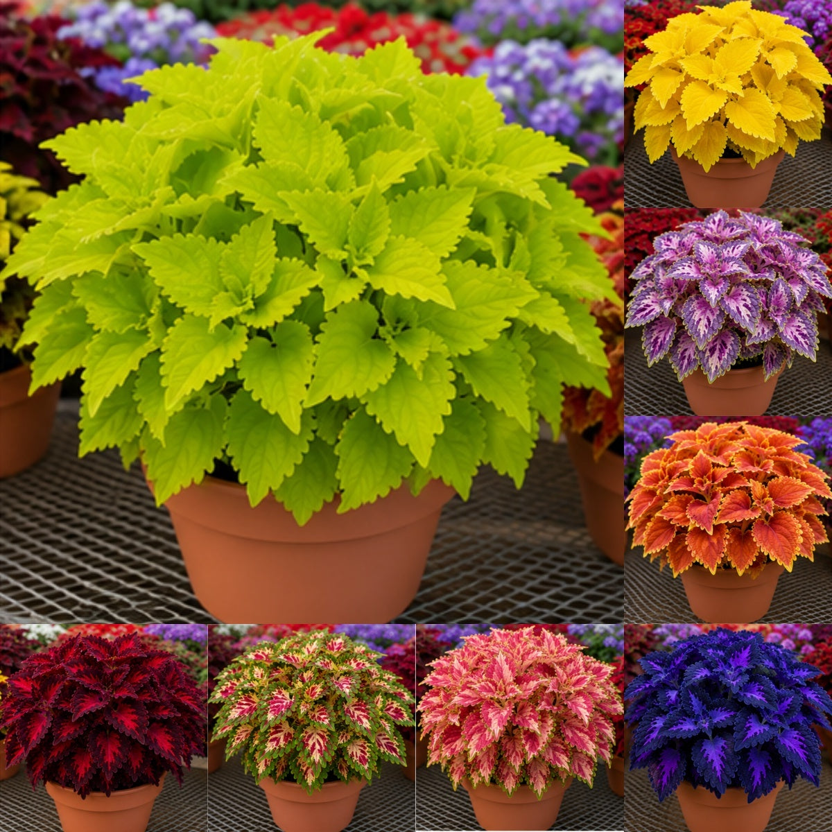 🌿Coleus svogūnėliai🌷 – Užpildykite savo sodą spalvomis🌈-LT