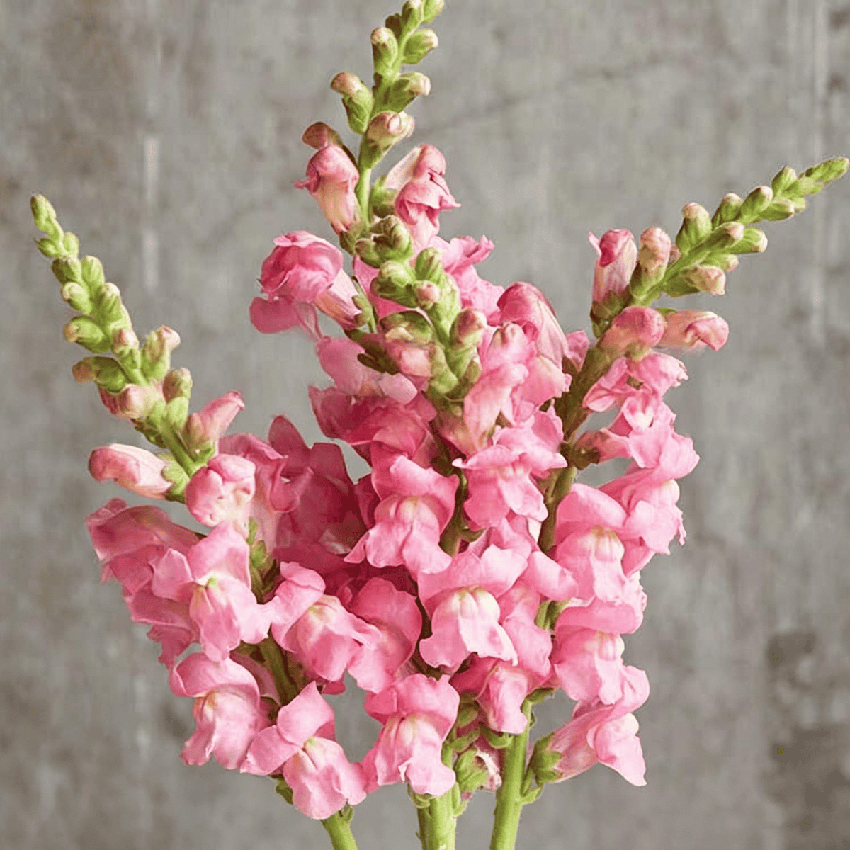 Semena rože Royal Garden Snapdragon – izbira vrtnarjev za visoke, pisane cvetove za rezano cvetje 🌸-SI