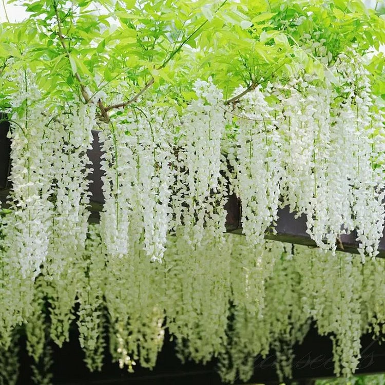 🌸Semena glicinije – Kaskadna lepotica vrta skozi vse leto💗-SI