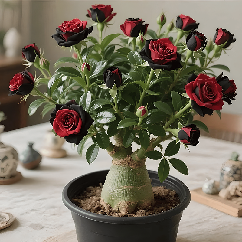 🌵🌺Čebulice puščavskih vrtnic-SI