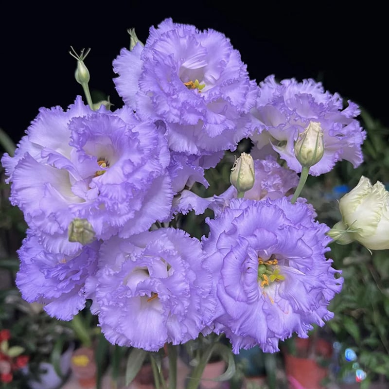 🔥Zadnji dan prodaje💝Eustoma Thornless Rose💐Semena Lisianthusa-SI