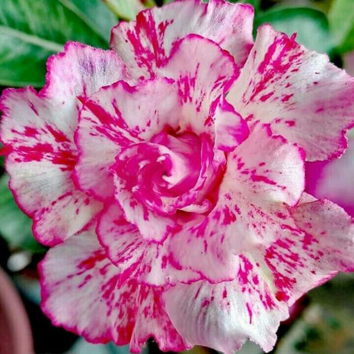 🎁Dykumos rožių svogūnėliai🌵Labai lengva prižiūrėti! 🌸Adenium Obesum svogūnėliai-LT