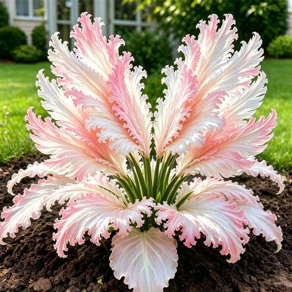 🌱Redke čebulice hoste z labodjim perjem - 🦢 Graciozno listje, ki se razpira kot labodja krila-SI