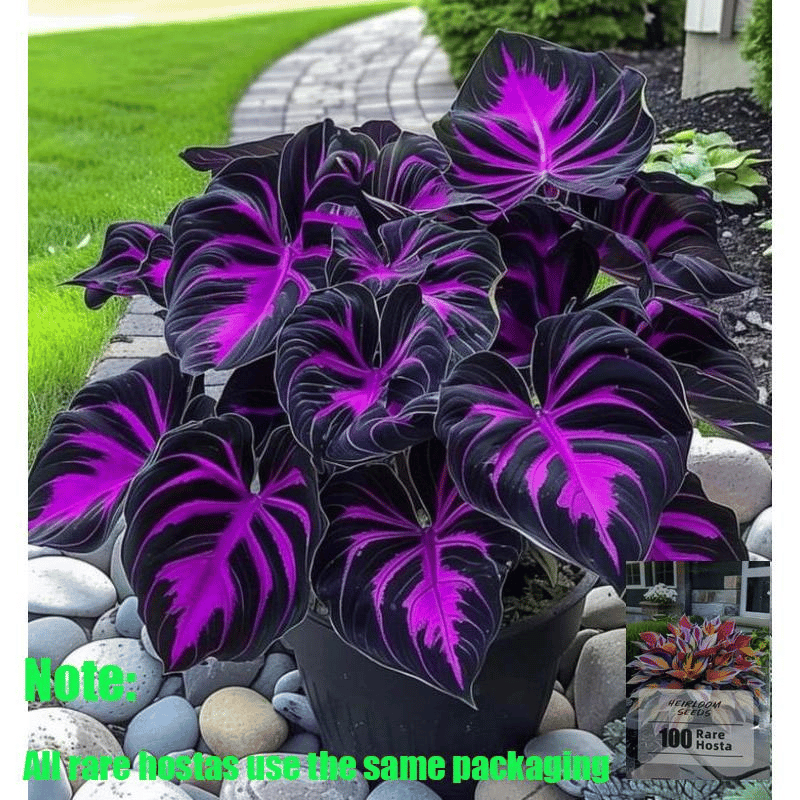 🌿 Σπάνιοι λαμπτήρες hosta🎁 Ειδική προσφορά 2025-SI 