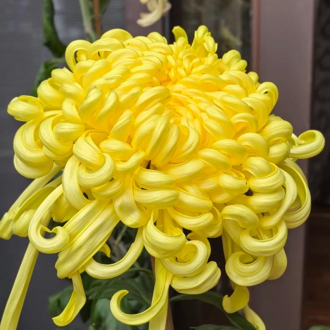 🌺Elegancijos gėlė🌼Milžiniškų chrizantemų sėklos-LT