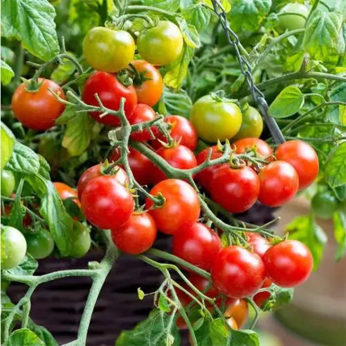 🍅🍅Νανοί σπόροι ντομάτας σε γλάστρες-SI 